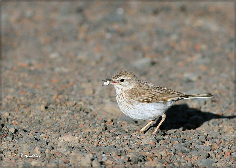 Pipit de Berthelot