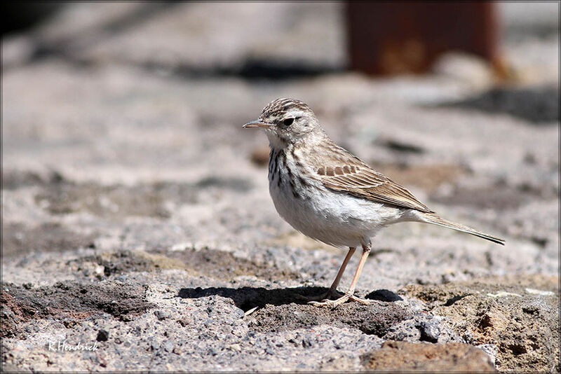 Pipit de Berthelot