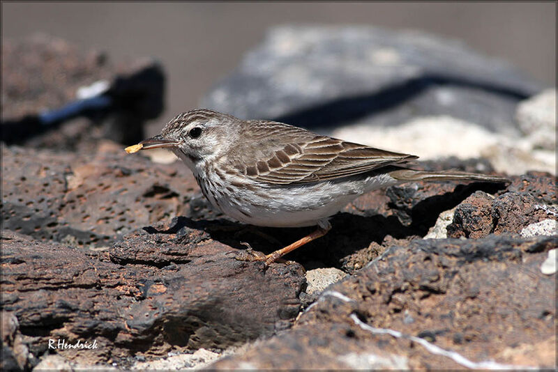 Pipit de Berthelot