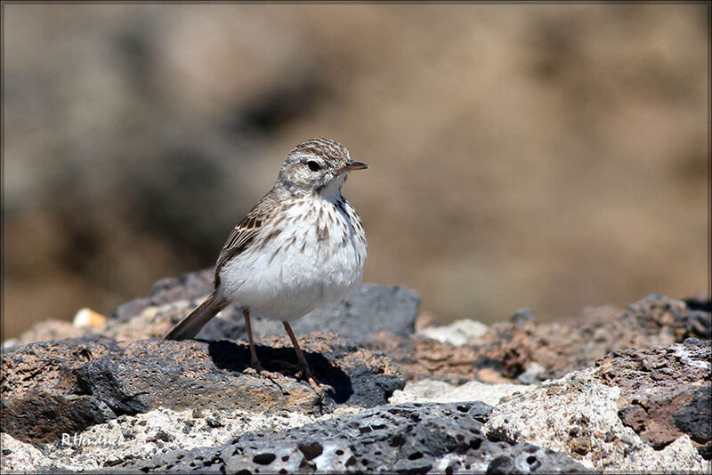 Pipit de Berthelot