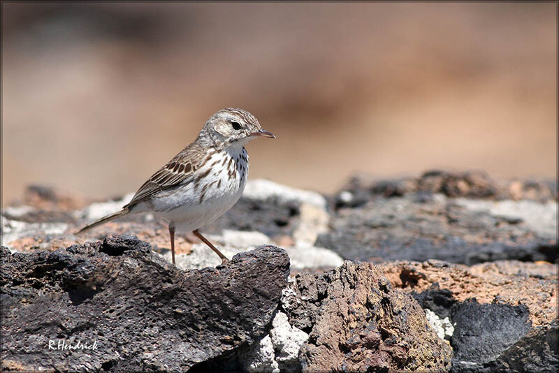 Pipit de Berthelot