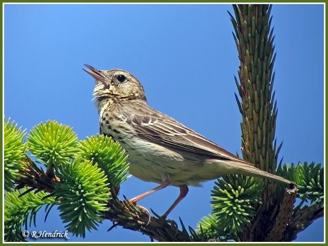 Tree Pipit