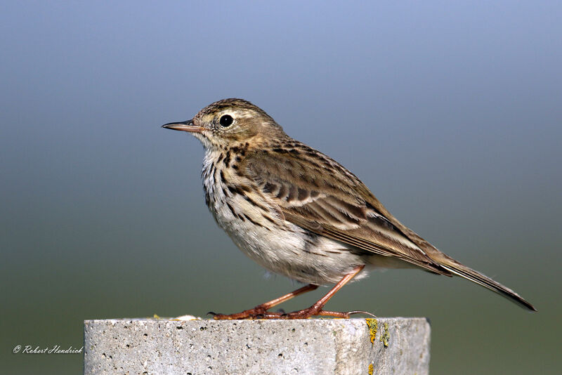 Pipit farlouse