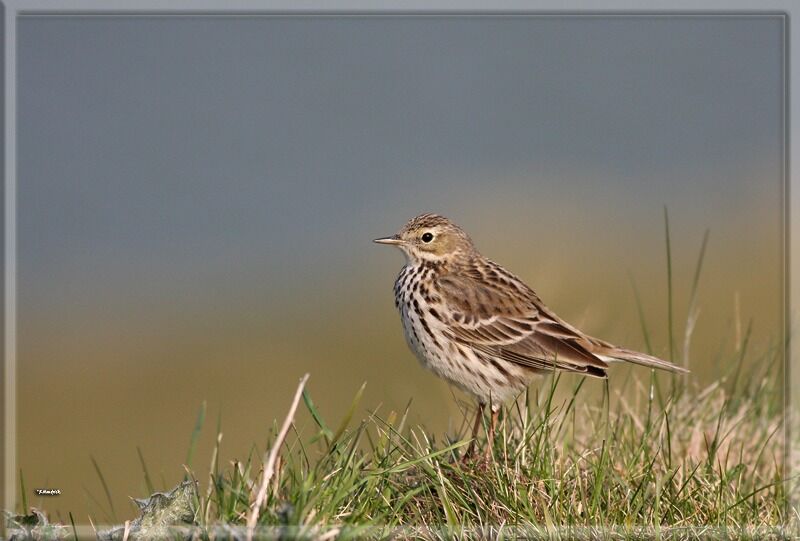 Pipit farlouse