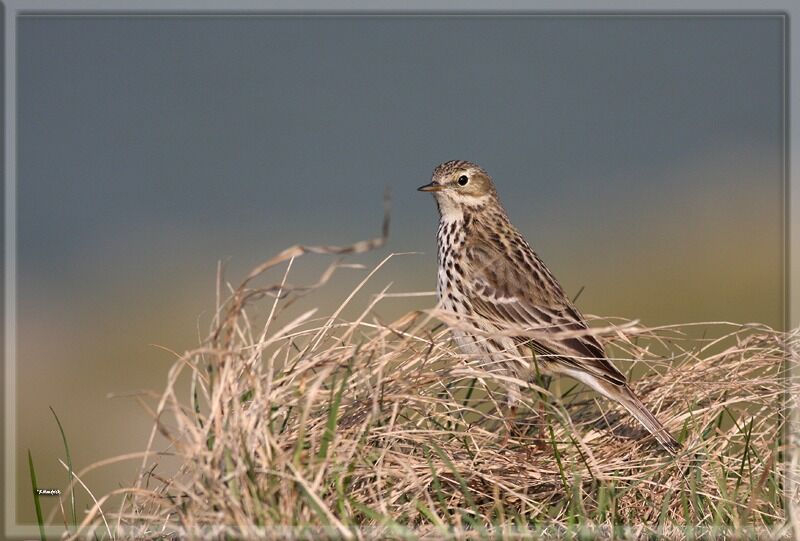 Meadow Pipit