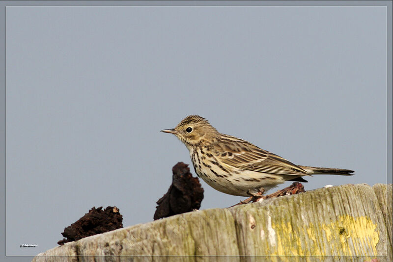 Pipit farlouse