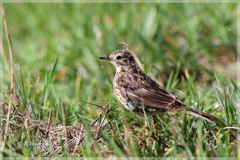 Pipit farlouse