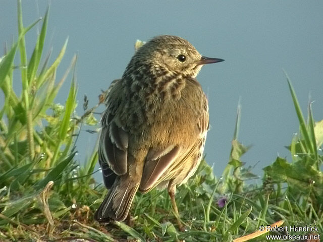 Pipit farlouse