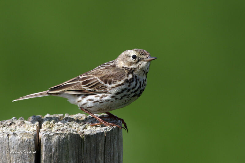 Pipit farlouse