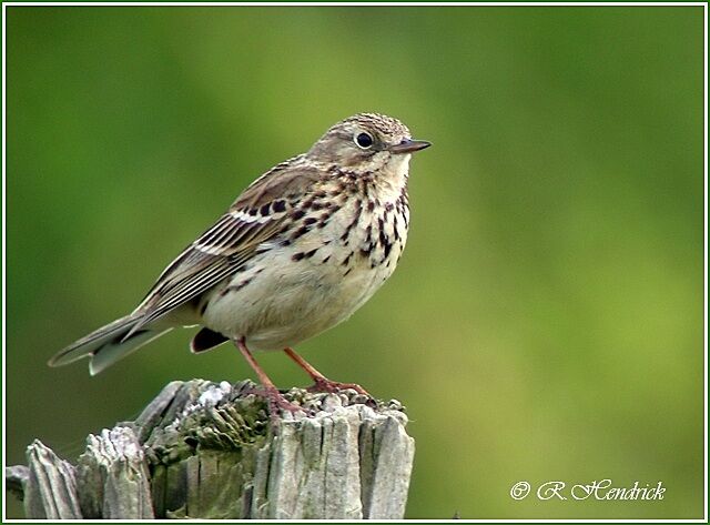 Pipit farlouse