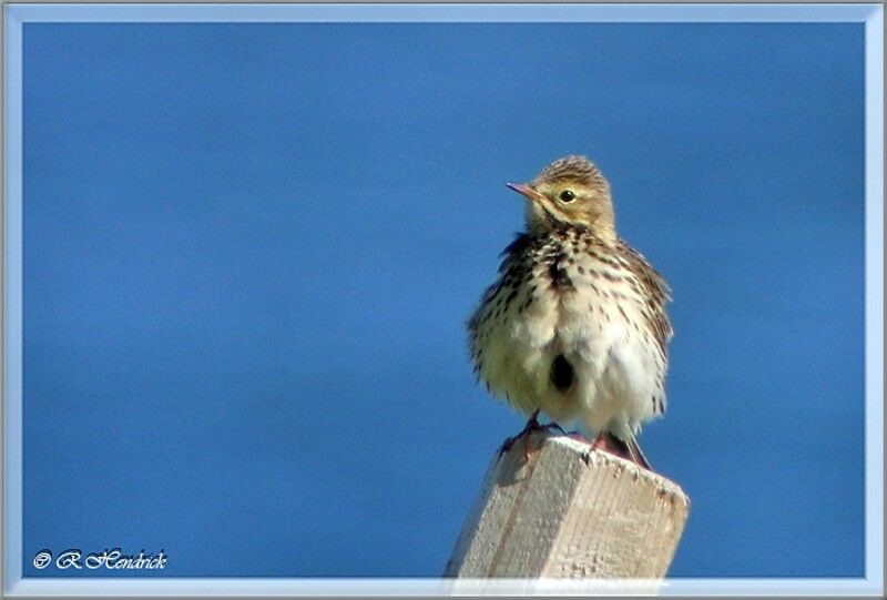 Pipit farlouse