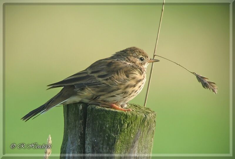 Pipit farlouse