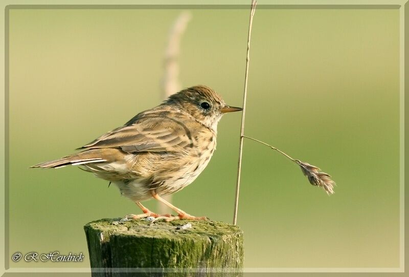 Pipit farlouse