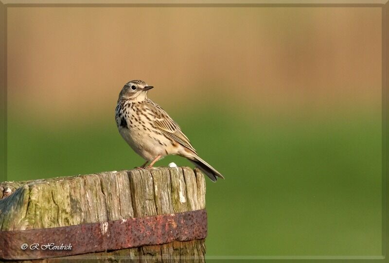 Pipit farlouse