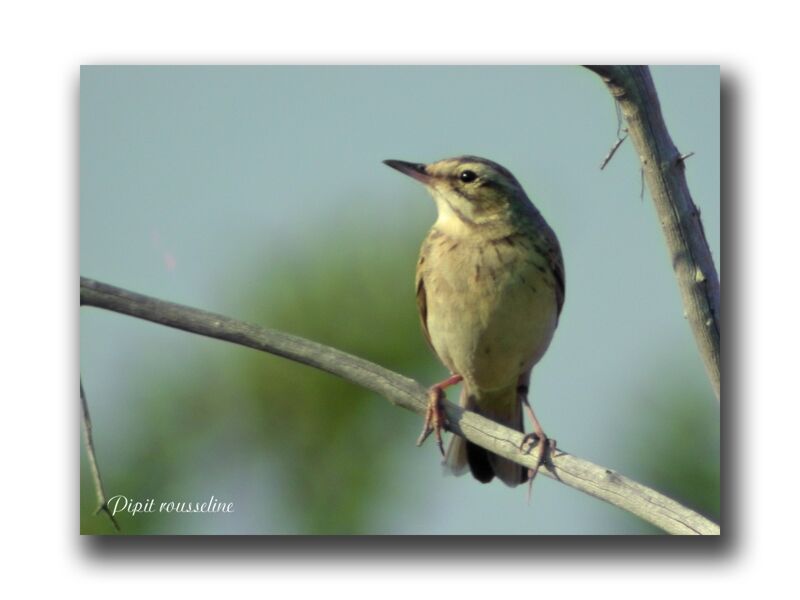 Pipit rousseline