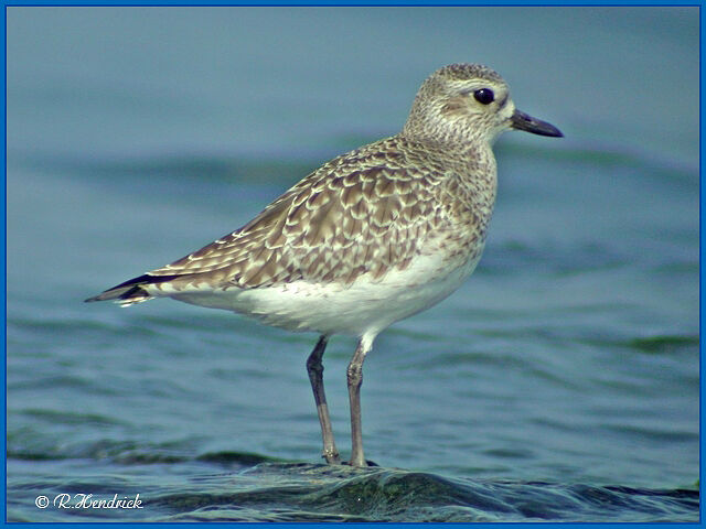 Grey Plover