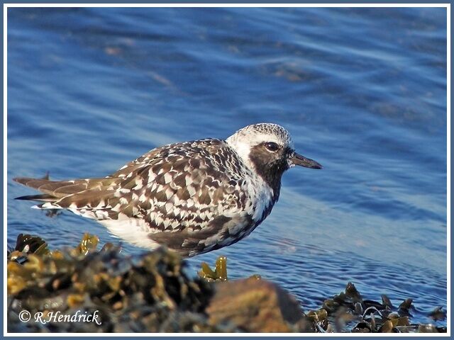 Grey Plover