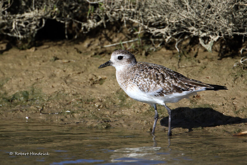 Grey Plover