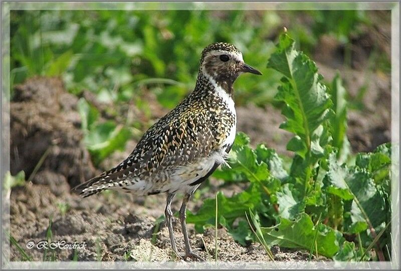 European Golden Plover