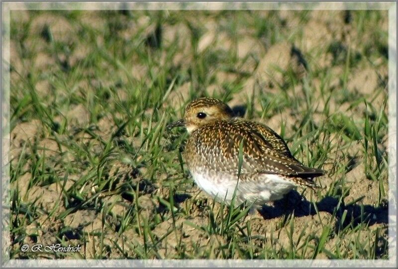 European Golden Plover