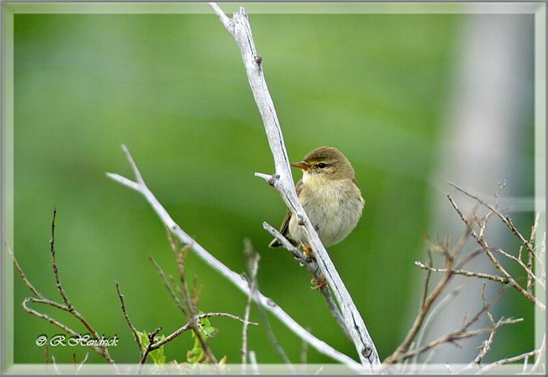 Willow Warbler