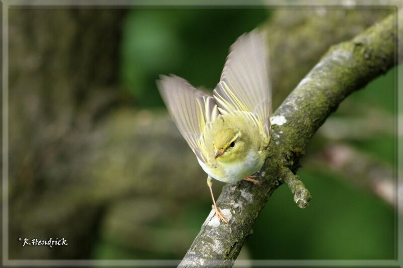 Wood Warbler