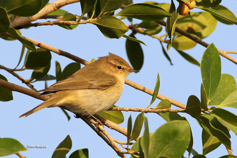 Common Chiffchaff