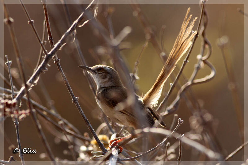 Black-chested Prinia