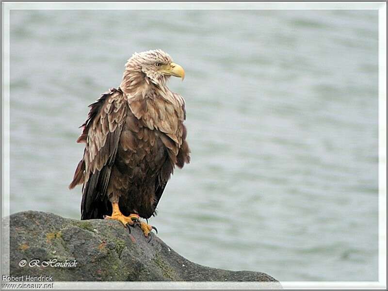 White-tailed Eagleadult, pigmentation