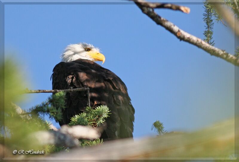 Bald Eagle