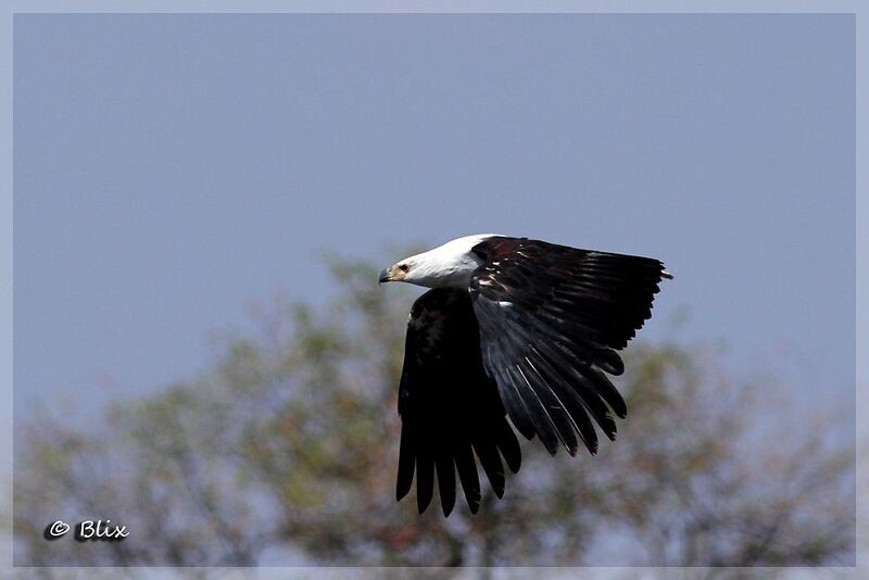 African Fish Eagle