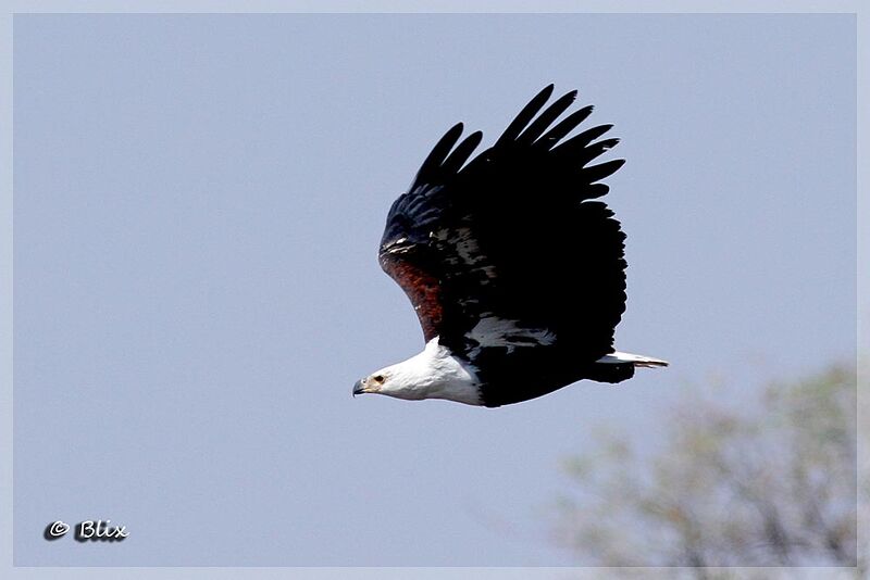 African Fish Eagle