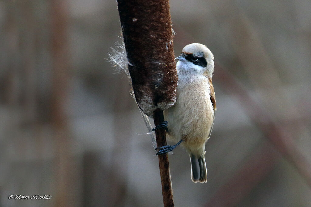 Eurasian Penduline Tit