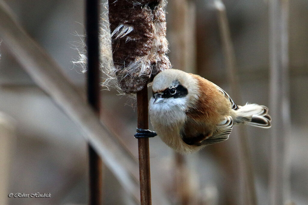Rémiz penduline