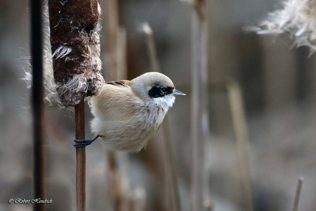 Rémiz penduline