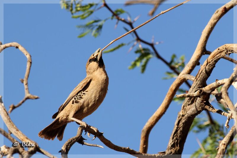 Sociable Weaver