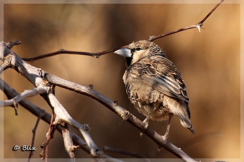 Sociable Weaver