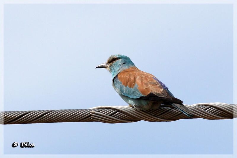 European Roller