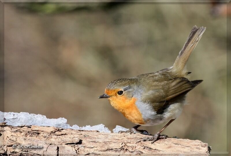 European Robin