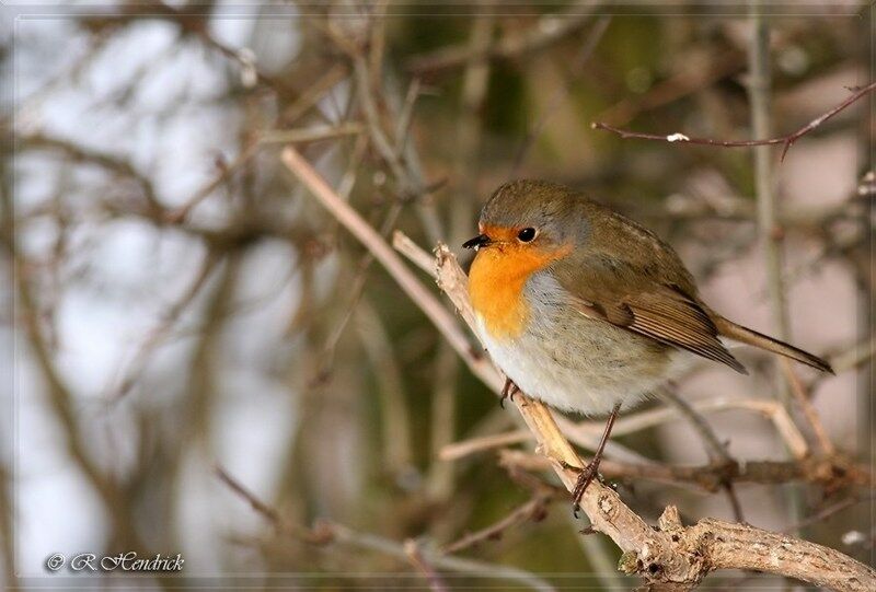 European Robin