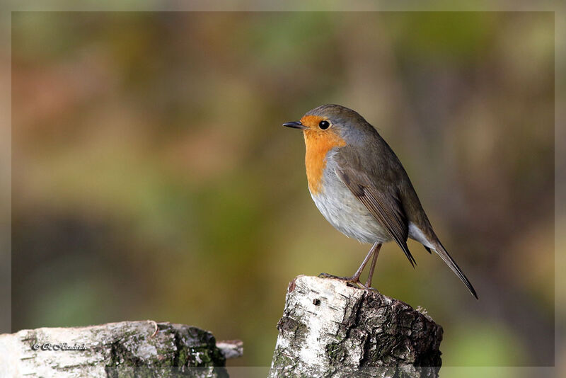 European Robin