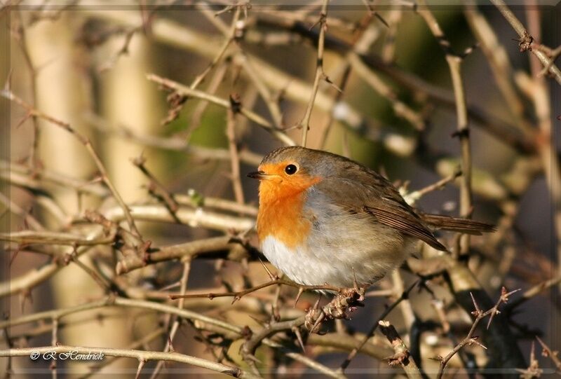 European Robin