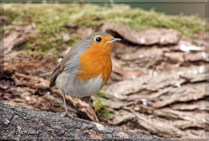 European Robin, identification