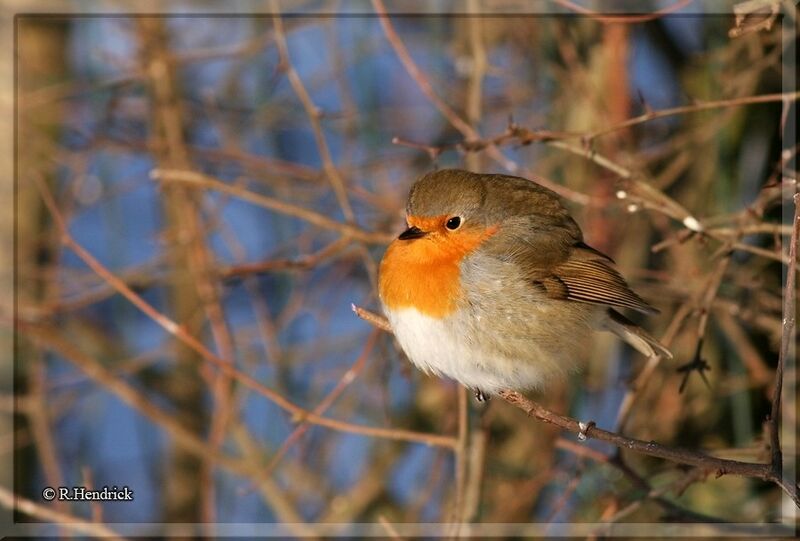 European Robin