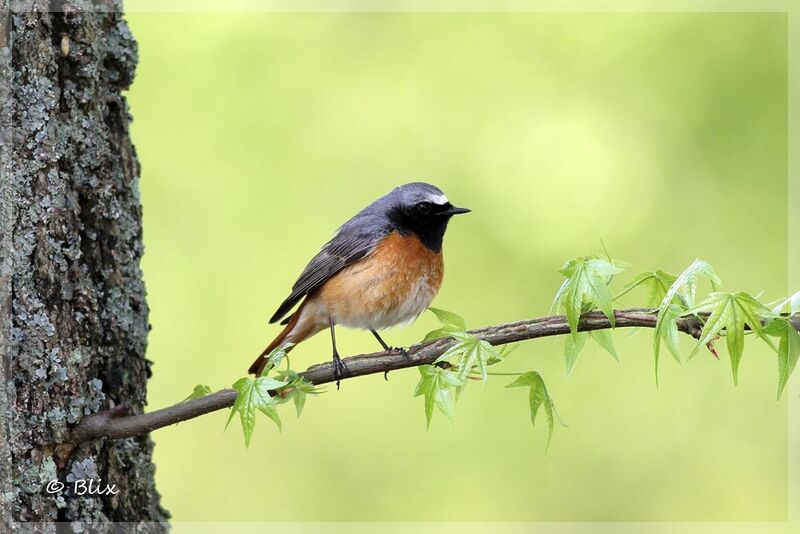 Common Redstart