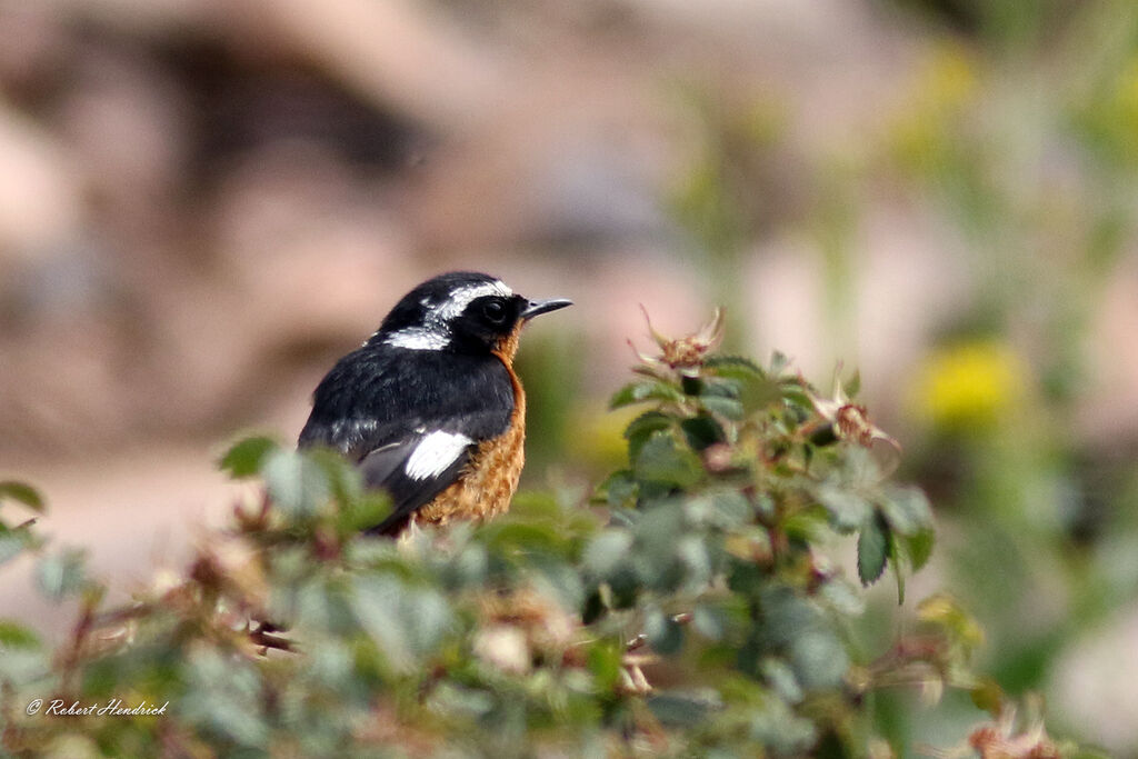 Moussier's Redstart