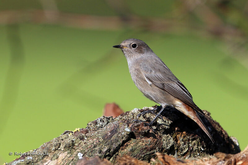 Black Redstart