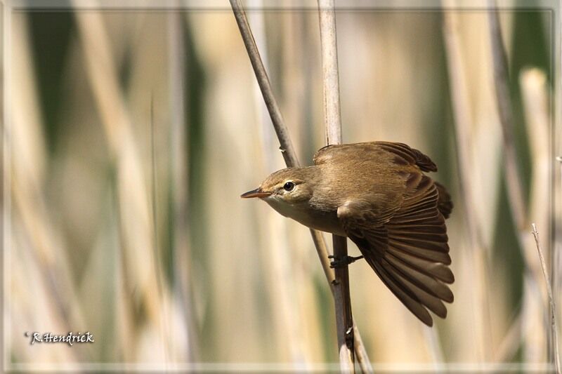 Common Reed Warbler