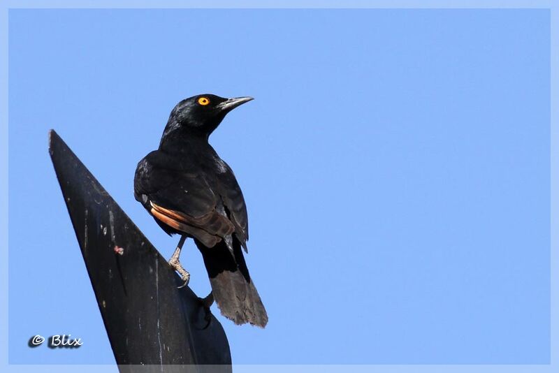 Pale-winged Starling