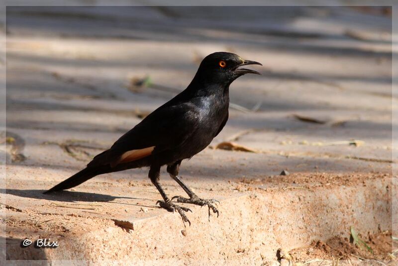 Pale-winged Starling